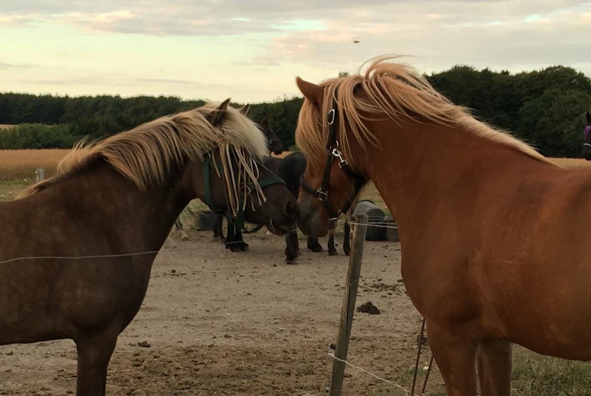 Islænder Viðar fra Petershus billede 15