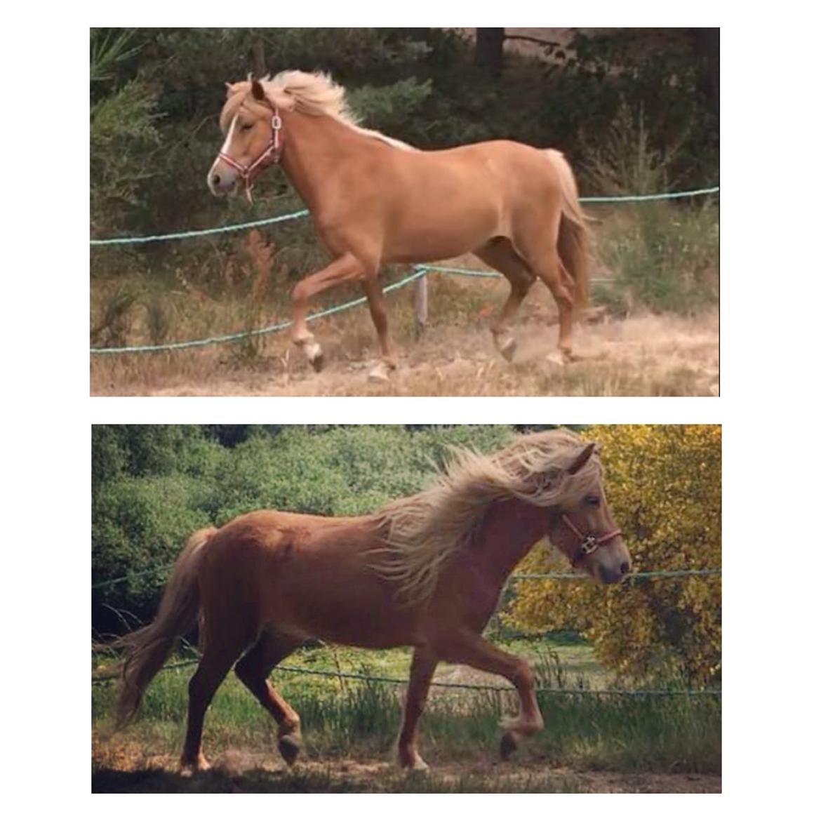 Islænder Viðar fra Petershus - Øverst: Mundilldur. Nederst: Vidar. Begge fra samme avler og født samme år. Halvbrødre efter samme far. /Billeder; Thilde Bakmann. billede 16