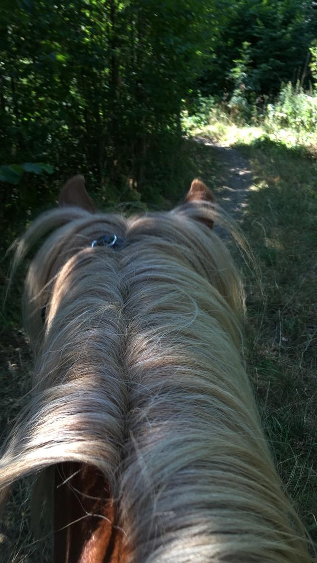 Islænder Viðar fra Petershus billede 17