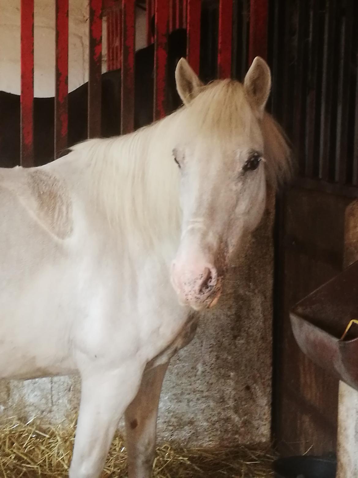 Anden særlig race Bolette billede 15