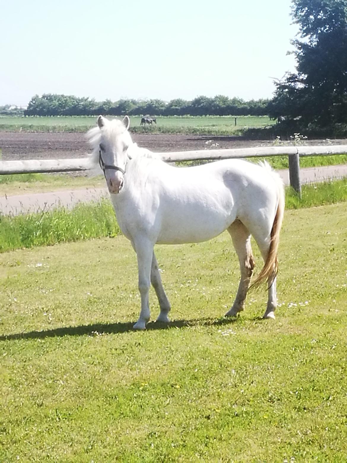 Anden særlig race Bolette billede 17