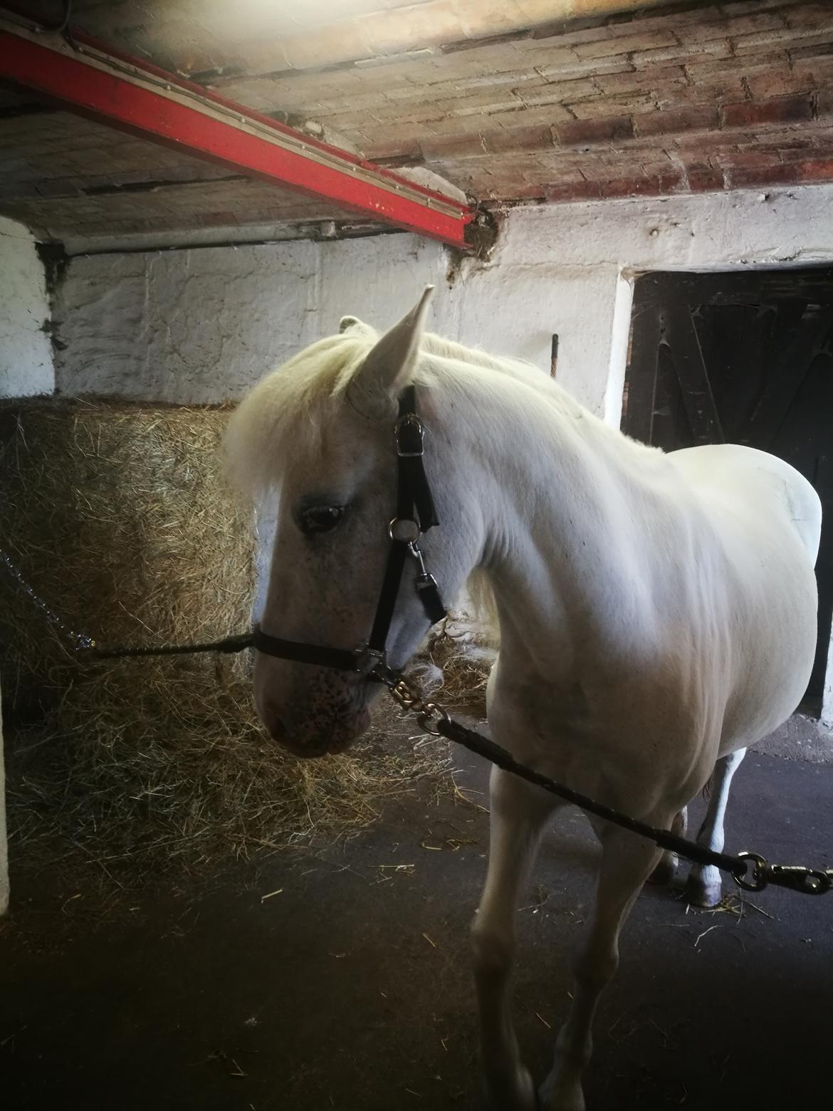 Anden særlig race Bolette billede 22