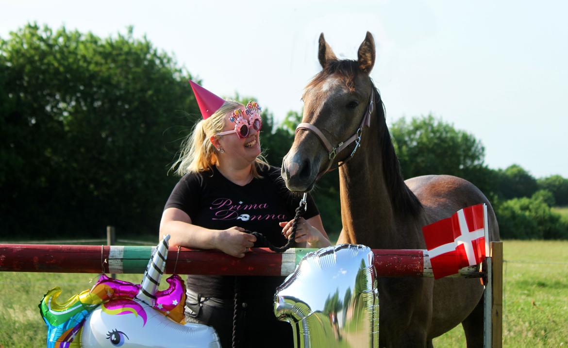 Dansk Varmblod Rosengårdens Prima Donna billede 2