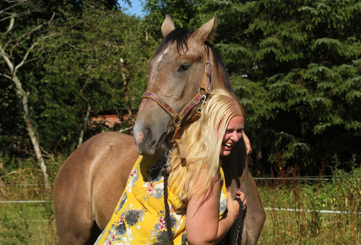 Dansk Varmblod Rosengårdens Prima Donna billede 1