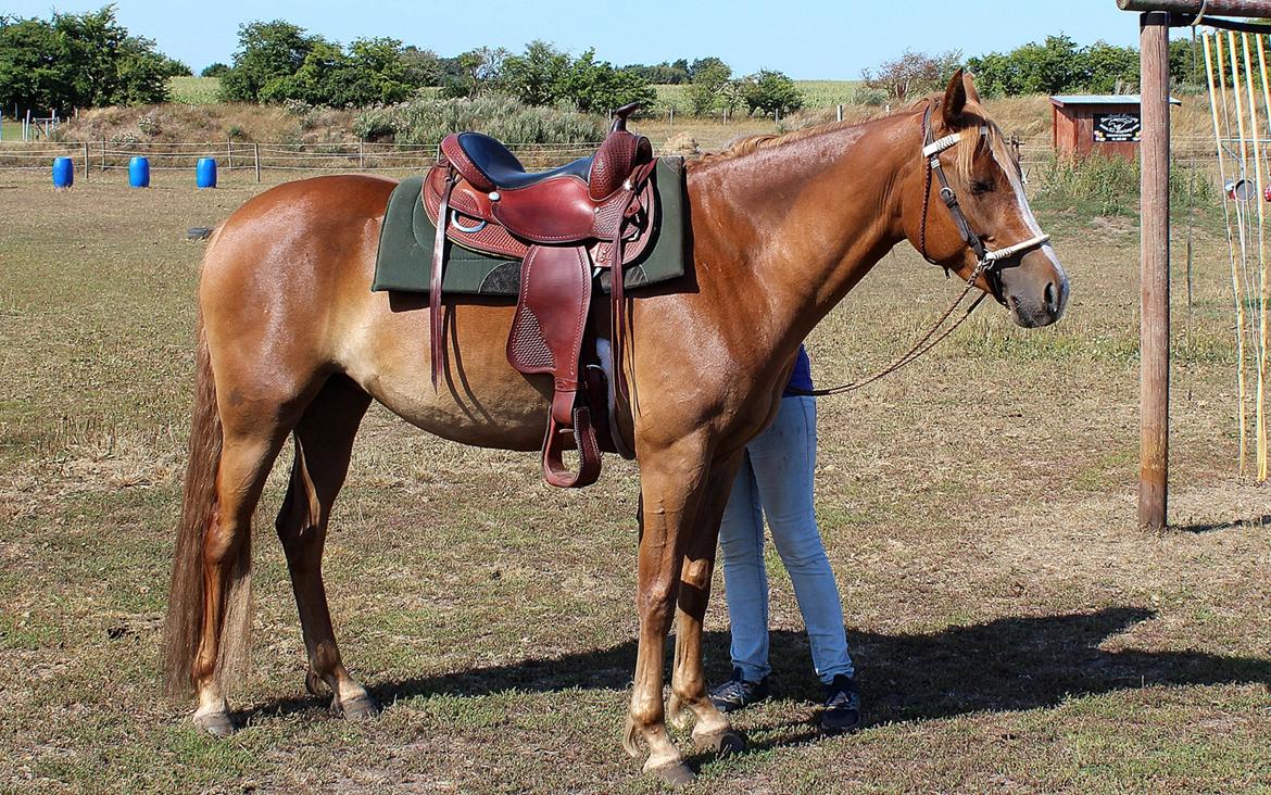 Mustang BestBreed Mustang Kalina billede 1