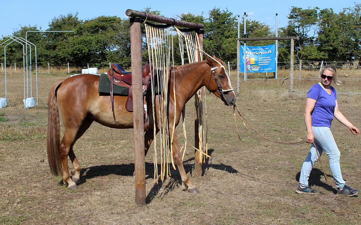 Mustang BestBreed Mustang Kalina billede 3