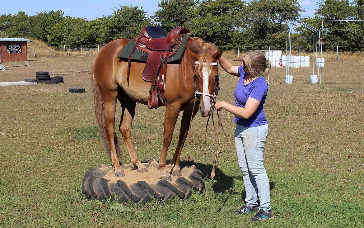 Mustang BestBreed Mustang Kalina billede 4