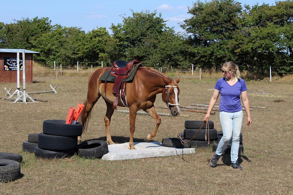 Mustang BestBreed Mustang Kalina billede 5