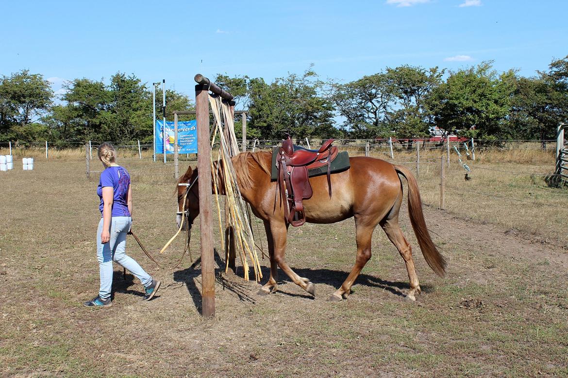 Mustang BestBreed Mustang Kalina billede 2