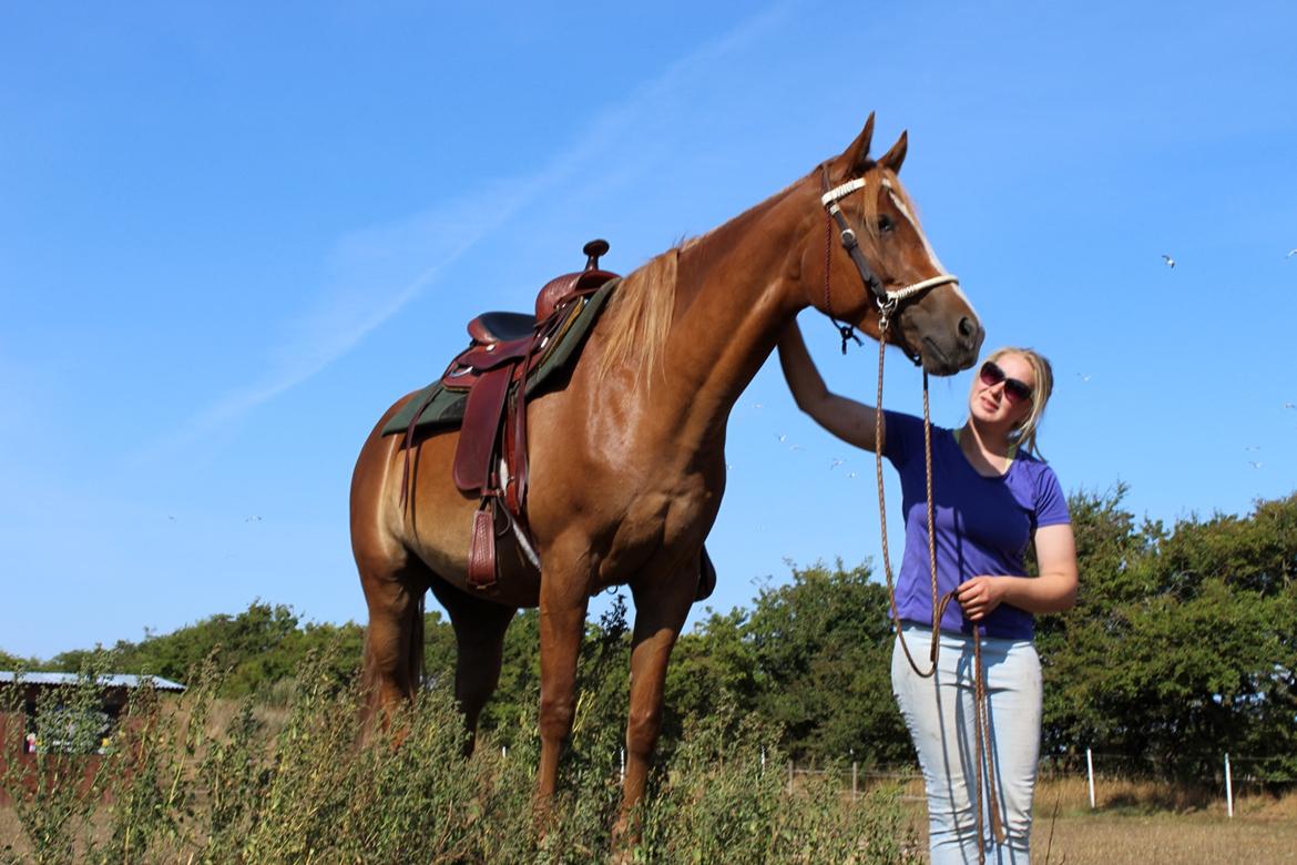 Mustang BestBreed Mustang Kalina billede 7