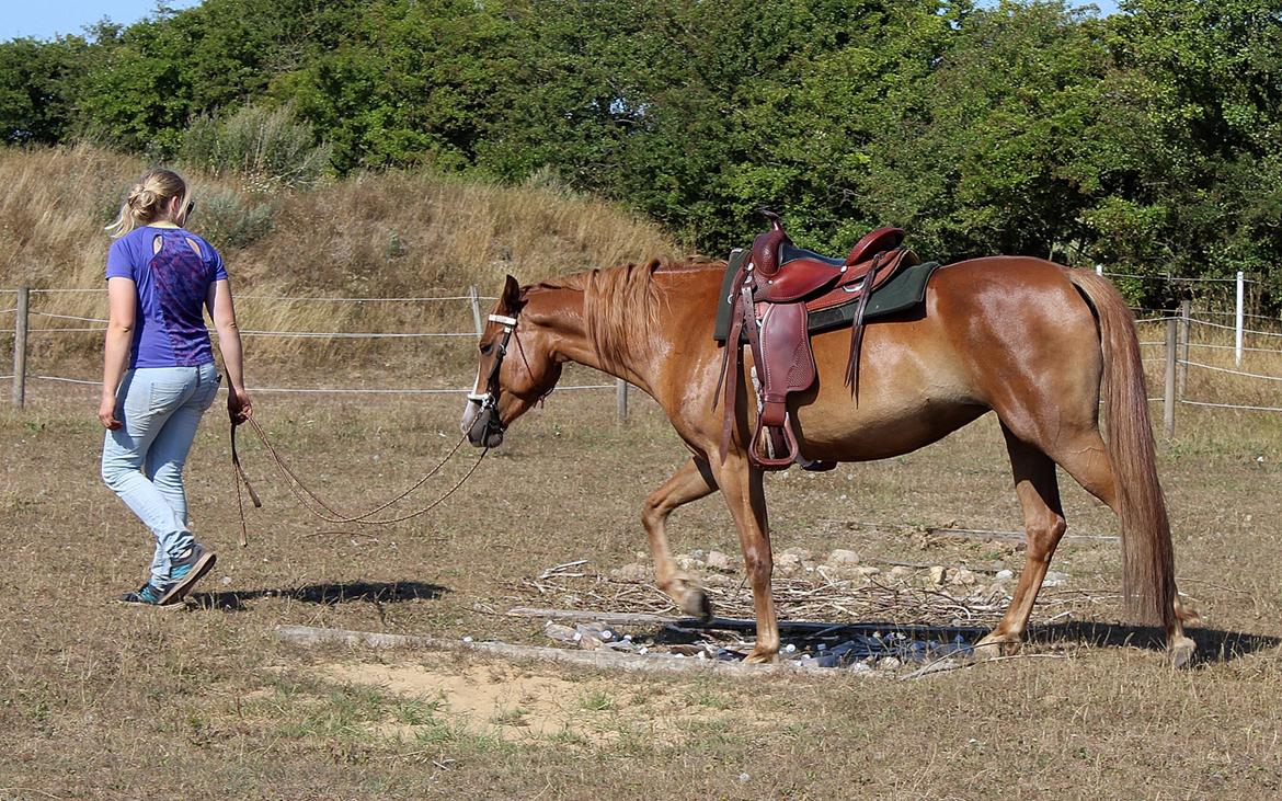 Mustang BestBreed Mustang Kalina billede 8