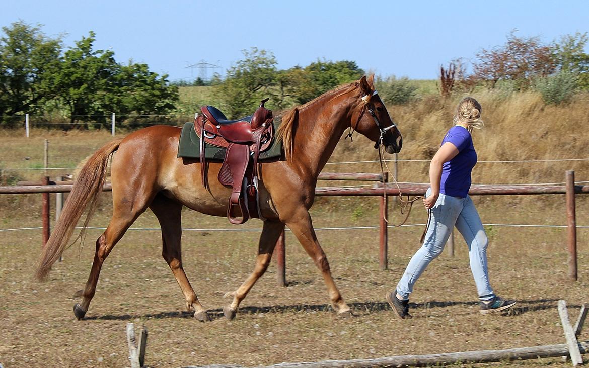 Mustang BestBreed Mustang Kalina billede 9