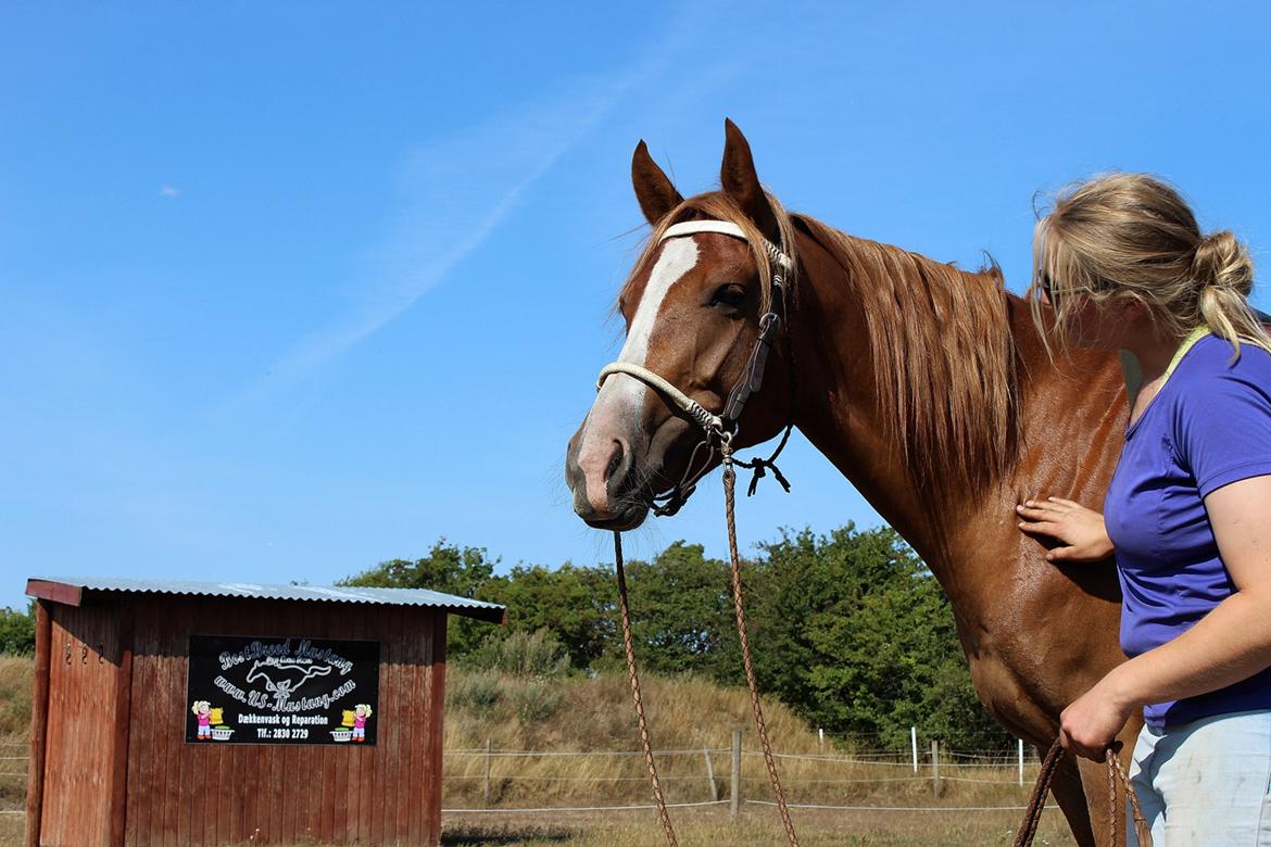 Mustang BestBreed Mustang Kalina billede 10