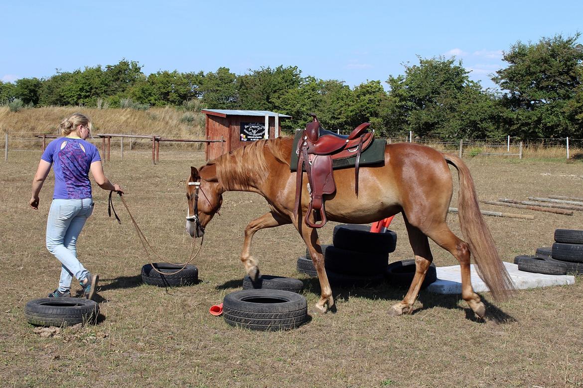 Mustang BestBreed Mustang Kalina billede 6