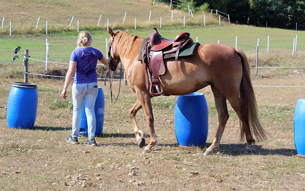 Mustang BestBreed Mustang Kalina billede 12