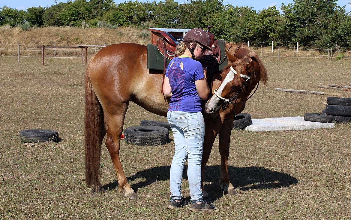 Mustang BestBreed Mustang Kalina billede 13