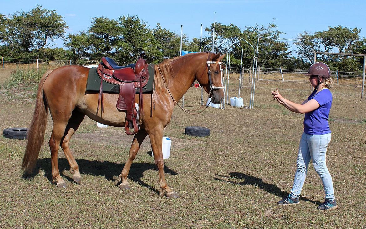 Mustang BestBreed Mustang Kalina billede 14