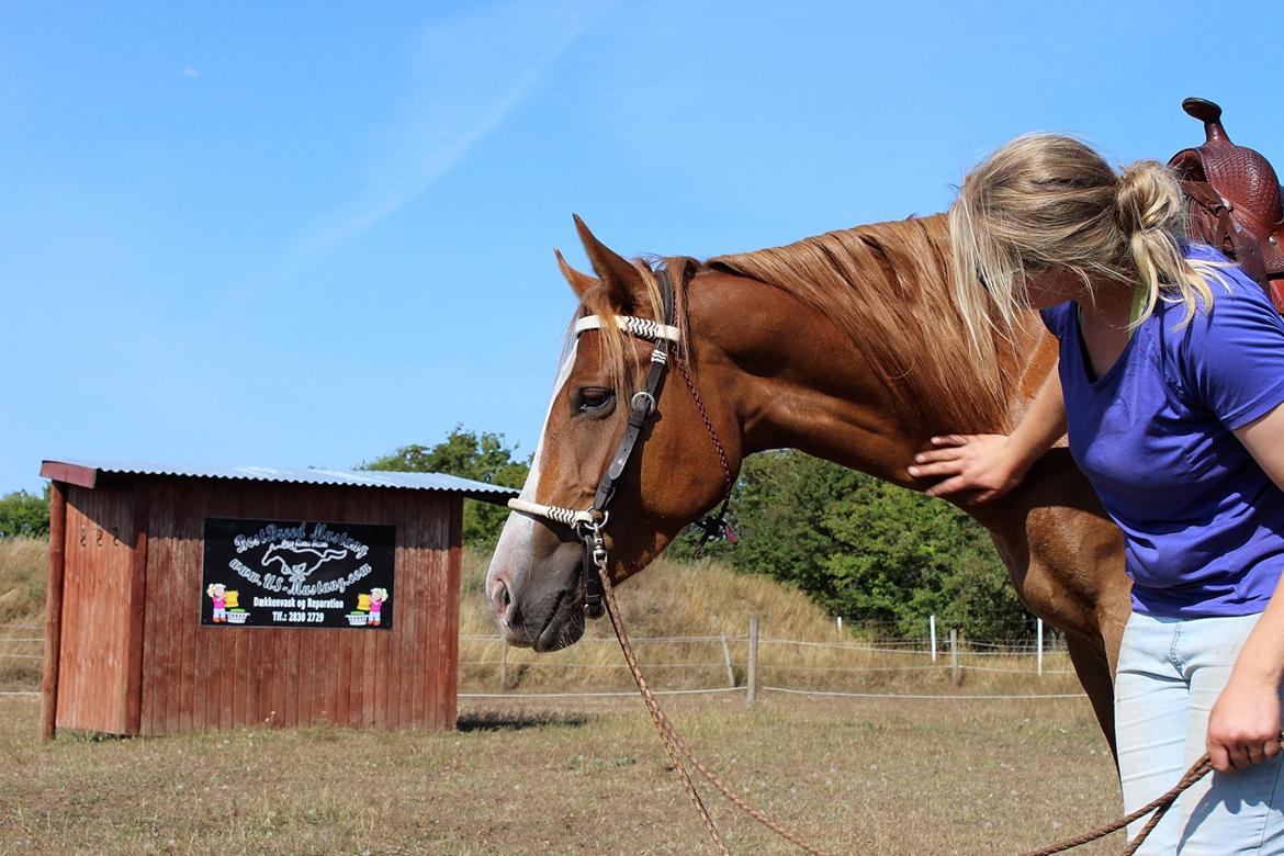 Mustang BestBreed Mustang Kalina billede 11