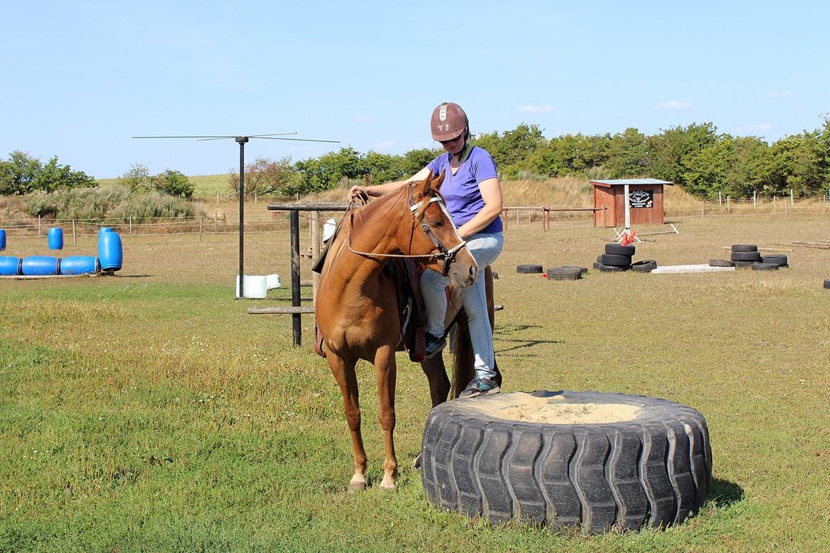 Mustang BestBreed Mustang Kalina billede 16
