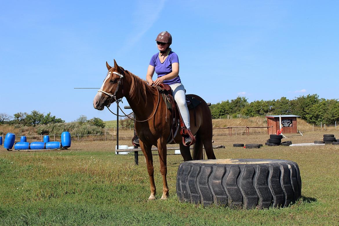 Mustang BestBreed Mustang Kalina billede 17