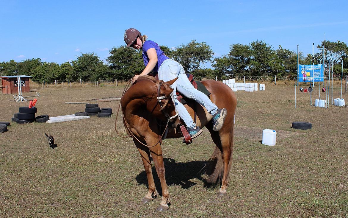 Mustang BestBreed Mustang Kalina billede 15