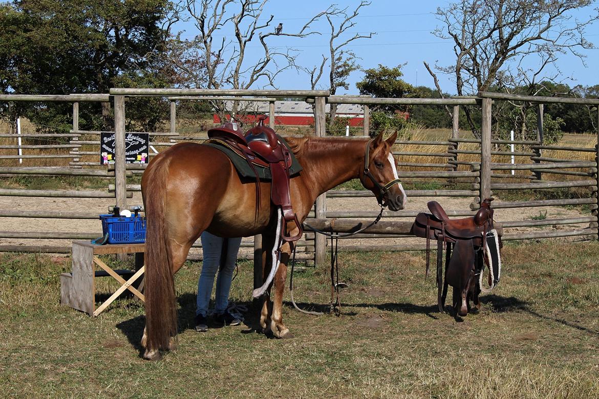 Mustang BestBreed Mustang Kalina billede 19