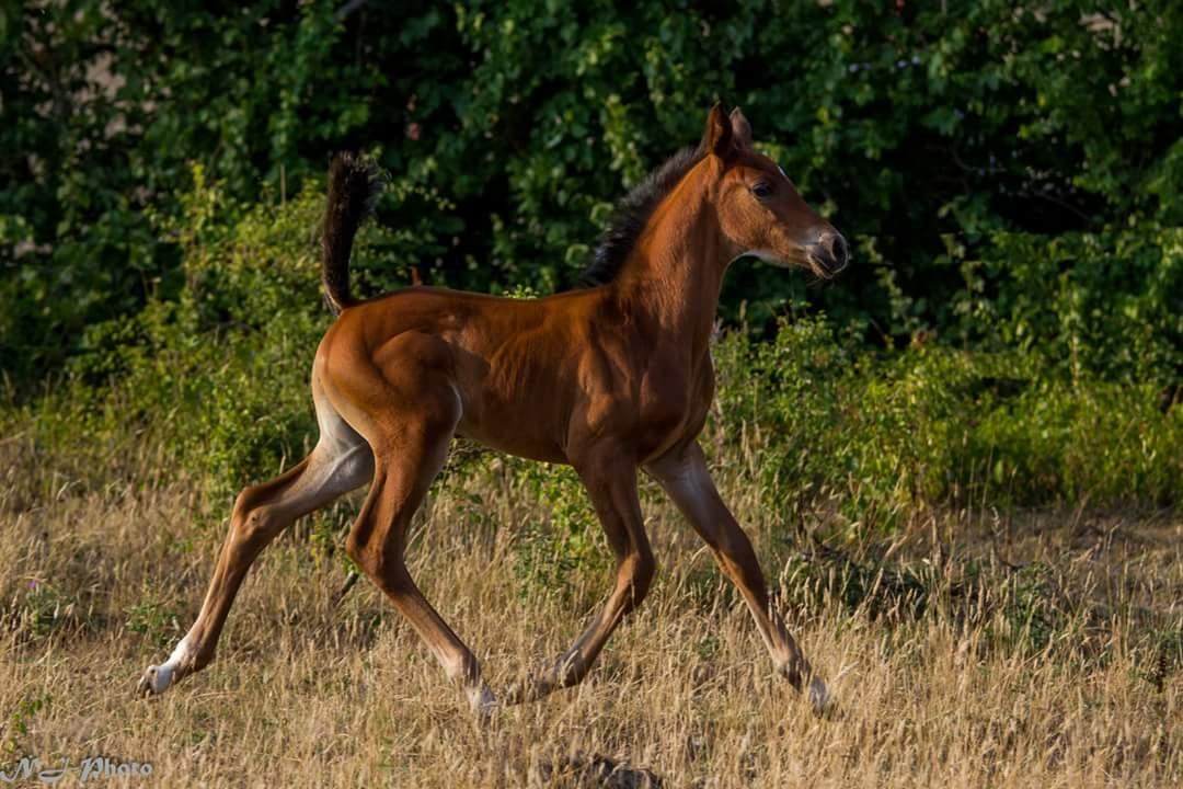 Anden særlig race Mosedalens La Prima billede 11