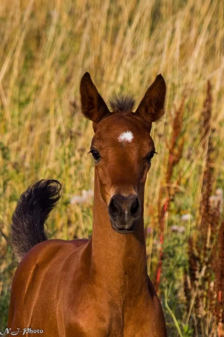Anden særlig race Mosedalens La Prima billede 12