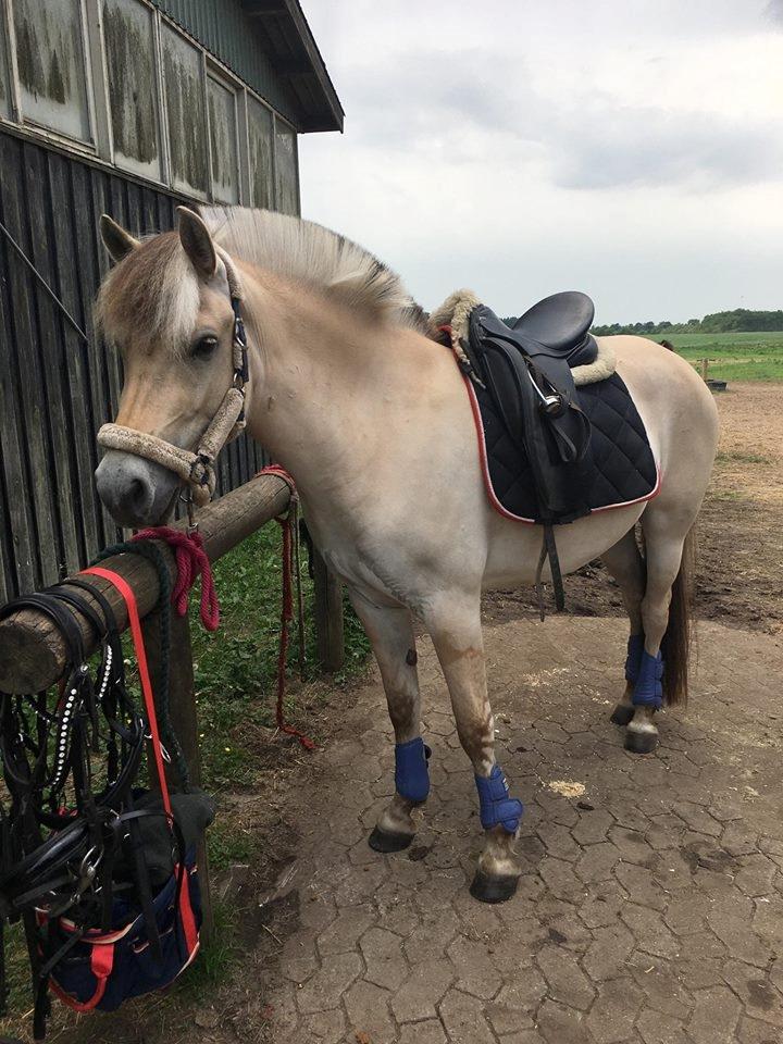 Fjordhest Stald halagers eisja billede 1