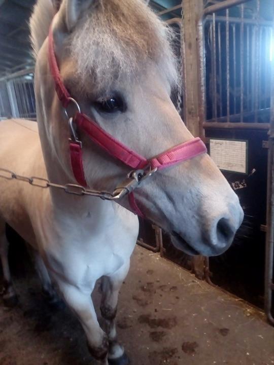 Fjordhest Stald halagers eisja billede 2