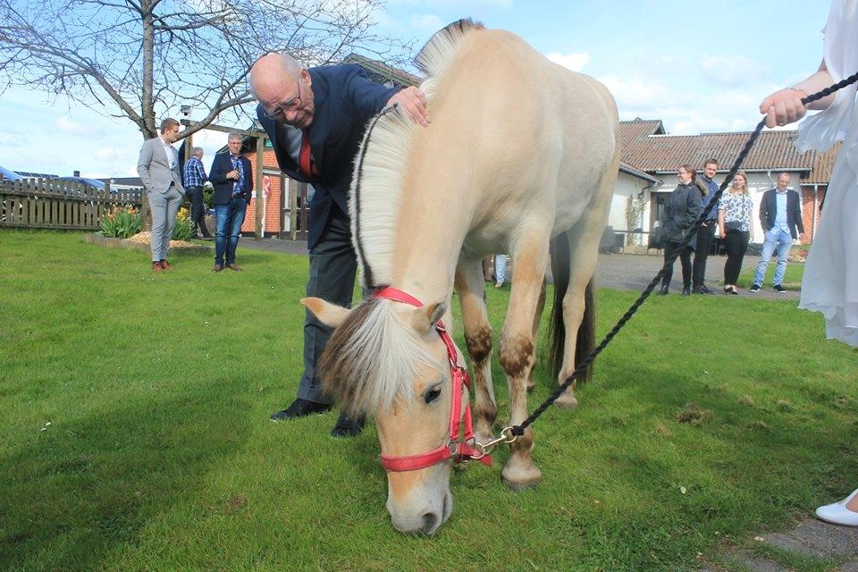 Fjordhest Stald halagers eisja billede 3