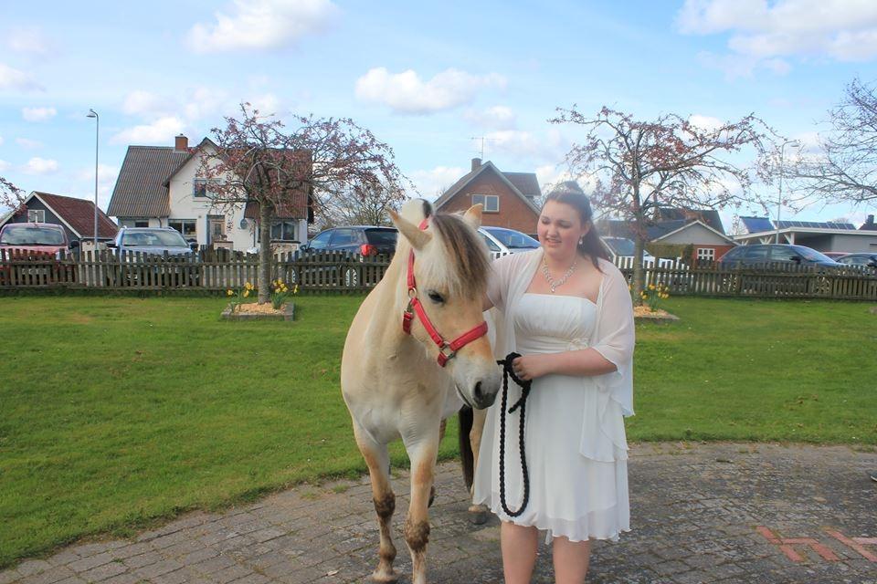 Fjordhest Stald halagers eisja billede 4