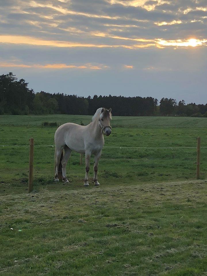 Fjordhest Stald halagers eisja billede 5