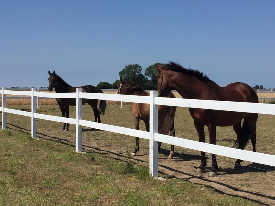 Anden særlig race Platin billede 8