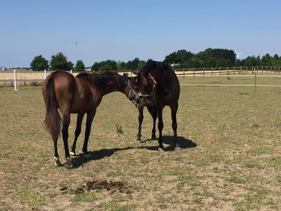 Anden særlig race Platin billede 10