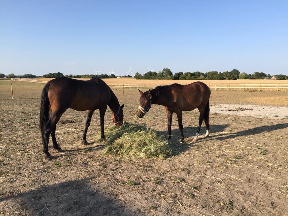 Anden særlig race Platin billede 9