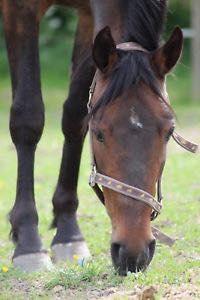 Anden særlig race Platin billede 1