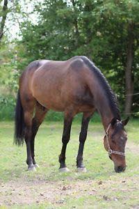 Anden særlig race Platin billede 3