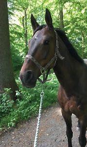 Anden særlig race Platin billede 5