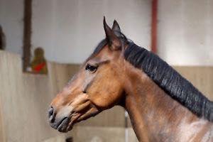 Anden særlig race Platin billede 2