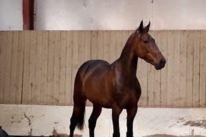 Anden særlig race Platin billede 7