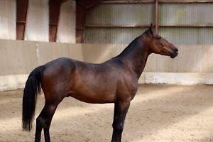 Anden særlig race Platin billede 6