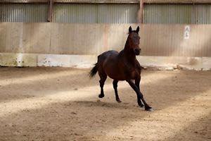 Anden særlig race Platin billede 4