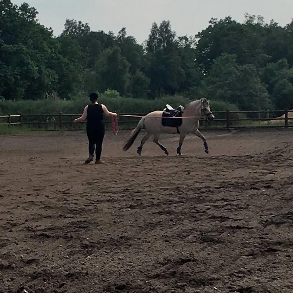 Fjordhest Stald halagers eisja billede 6