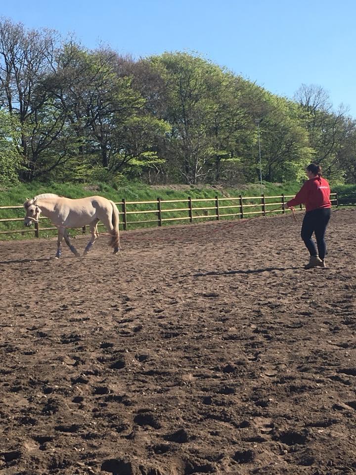 Fjordhest Stald halagers eisja billede 7