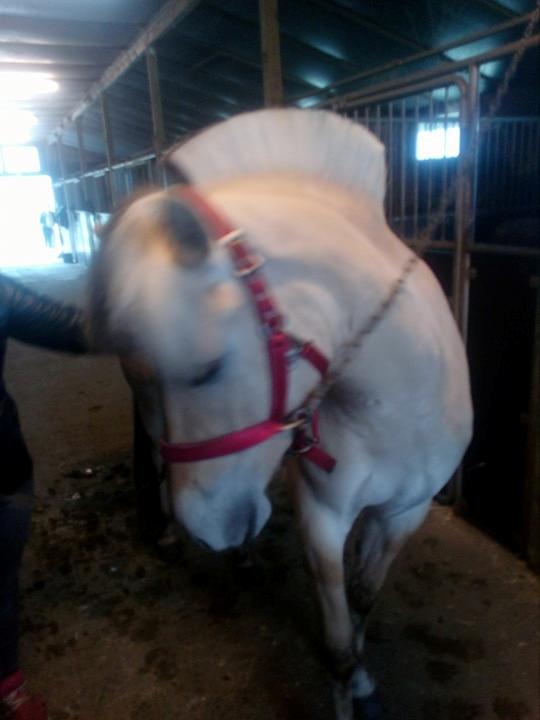 Fjordhest Stald halagers eisja billede 8