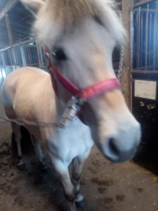 Fjordhest Stald halagers eisja billede 9