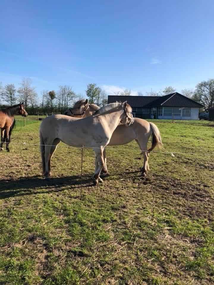Fjordhest Stald halagers eisja billede 10