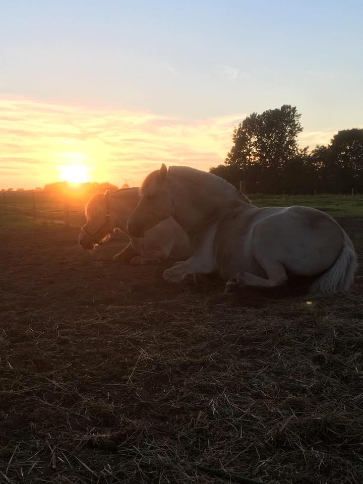 Fjordhest Stald halagers eisja billede 11
