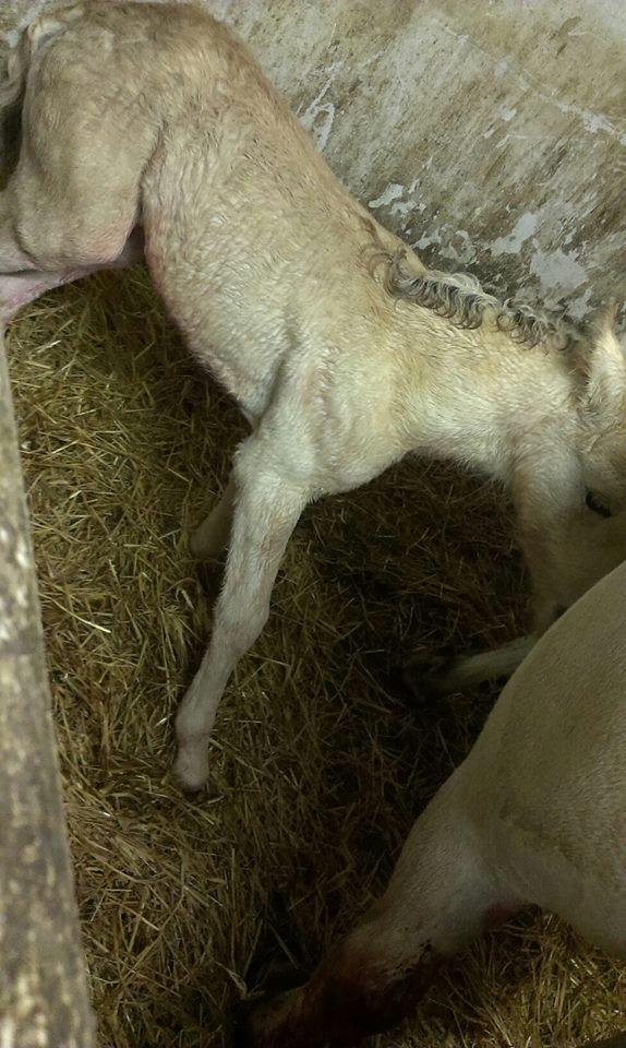 Fjordhest Stald halagers eisja billede 13